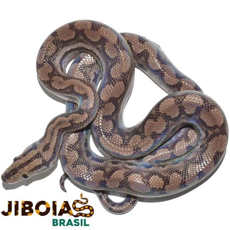 jiboias brasil venda.